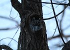 Eastern Screech Owl (15)