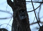 Eastern Screech Owl (16)
