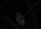 Eastern Screech Owl (17)