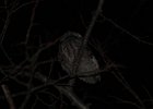 Eastern Screech Owl (18)