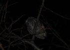 Eastern Screech Owl (19)