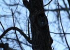 Eastern Screech Owl (2)