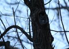 Eastern Screech Owl (3)