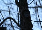 Eastern Screech Owl (4)