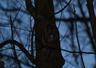 Eastern Screech Owl (5)