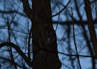 Eastern Screech Owl (6)