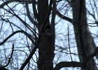 Eastern Screech Owl (7)