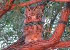 101Great Horned Owl