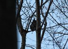 Great Horned Owl (16)