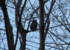 Great Horned Owl (17)