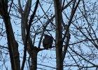 Great Horned Owl (18)