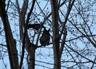 Great Horned Owl (21)