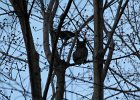 Great Horned Owl (22)