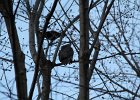 Great Horned Owl (23)