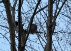 Great Horned Owl (24)