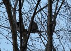 Great Horned Owl (25)