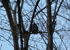 Great Horned Owl (26)