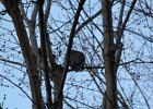 Great Horned Owl (27)