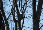 Great Horned Owl (28)