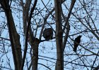 Great Horned Owl (29)