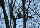 Great Horned Owl (30)