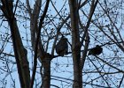 Great Horned Owl (32)