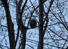 Great Horned Owl (33)