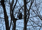 Great Horned Owl (34)