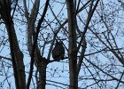 Great Horned Owl (35)
