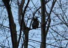 Great Horned Owl (36)