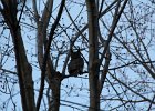 Great Horned Owl (37)