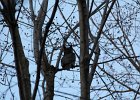 Great Horned Owl (38)