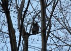 Great Horned Owl (39)