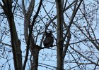Great Horned Owl (40)