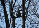 Great Horned Owl (41)