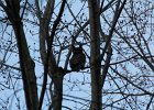 Great Horned Owl (42)