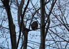 Great Horned Owl (43)