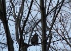 Great Horned Owl (46)