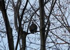 Great Horned Owl (47)