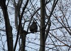 Great Horned Owl (48)
