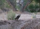 Great Horned Owl (5)
