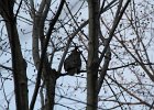 Great Horned Owl (50)