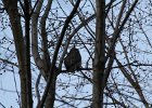 Great Horned Owl (51)