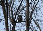 Great Horned Owl (52)