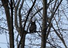 Great Horned Owl (53)