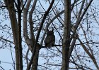 Great Horned Owl (54)