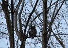 Great Horned Owl (55)