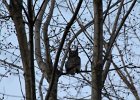 Great Horned Owl (56)