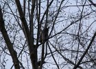 Great Horned Owl (58)