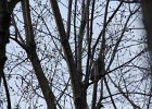 Great Horned Owl (59)